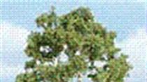 Woodland Scenics details premium range of tree models. Authentic replicas, ideal for foreground trees.