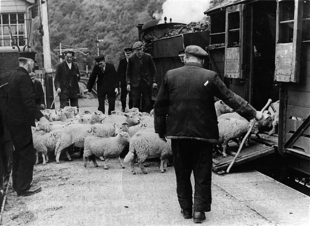 The station staff assist a local farmer with the loading of sheep on the platform at Drws-y-Nant.