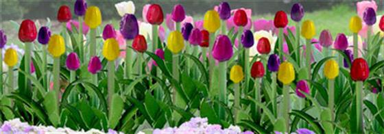 Pack of 44 Tulips in assorted colours.1/2" Height