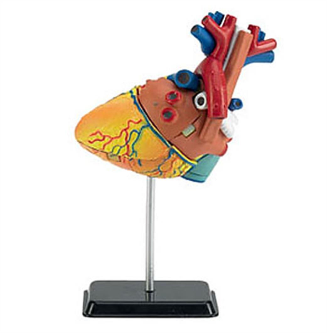 Revell  02101 X Ray Human Heart Anatomy Model Kit