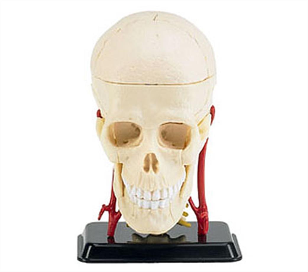 Revell  02102 X Ray Cranial Nerve Skull Anatomy Model Kit