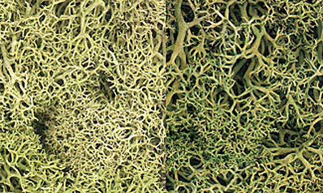 Woodland Scenics  L167 Light Green Mix Lichen