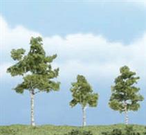 Woodland Scenics premium trees are carefully sculpted to replicate the distictive features of each tree. The model tree is identifiable by trunk, branch and foliage. Ideal for foreground and feature locations.These deciduous trees are used in beautifully landscaped yards and known for their pristine white bark. Three fine models&nbsp;one each at 1Â½, 2 and 3in (40mm, 50mm and 75mm) tall.